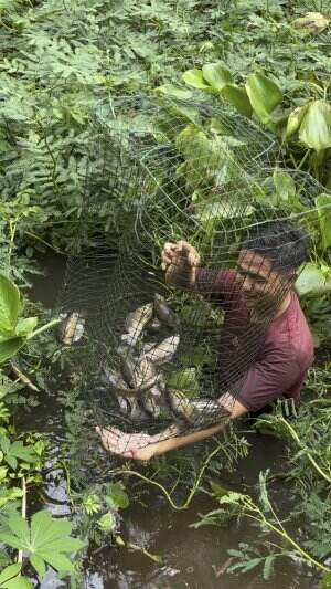 Ikan sepat siam bewarna emas