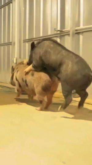 Nekat mancing disarangnya babi hutan