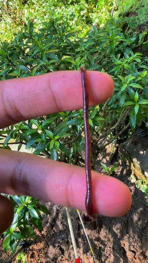 Mancing pakai cacing