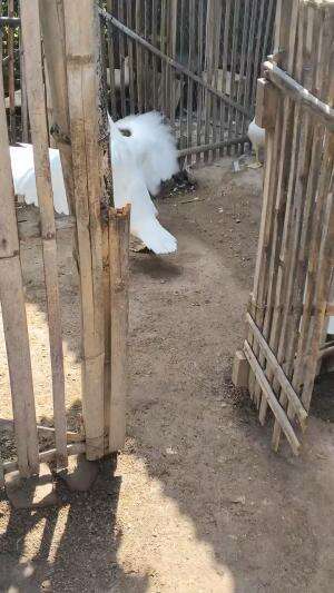 Inilah yang saya tekuni, hobi alhamdulillah jadi rezeki #peternakmuda #menthokjumbo #muscovyduck
