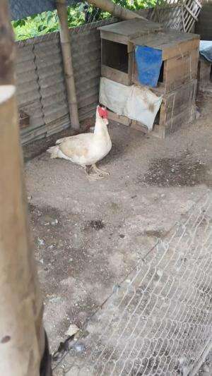 Mata berair bukan senot namun sedari menetas memang sudah mata berair bisa dari gigitan. semut,atau amoniak kotoran , pertanyaanya apakah me