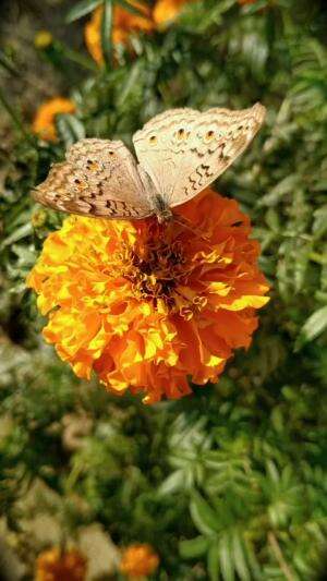 Kupu-Kupu Mencicipi Makanan Pakai Kaki! #FaktaUnik #FaktaHewan #TahukahKamu #UnikTapiFakta #FunFact #FYP #VideoPintar 
