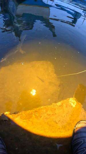 menangkap udang malam hari