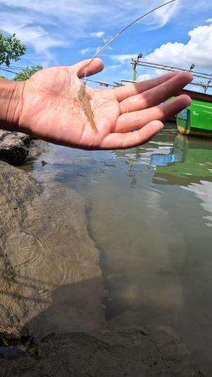 gampang banget mancing udang  #fishing  #trending