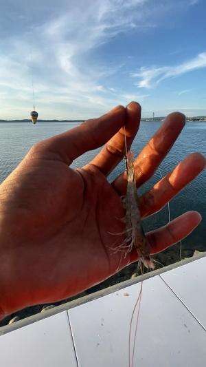 Mancing menggunakan umpan udang hidup dan teknik rangkaian pelampung #shorts #mancing #fishing