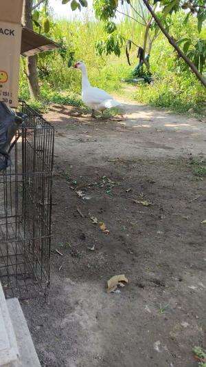 Mau dikejar lagi 😂 