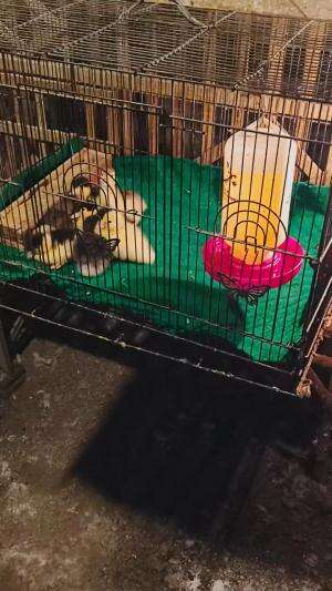 Menetas 3 hari yang lalu, satu kondisi kaki cacat tapi next video kita coba perbaiki apakah bisa sembuh #peternakmuda #menthokjumbo #muscovy