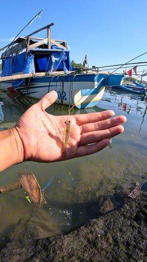 how to catch shrimp super fast and easy #fishing #traditional #usa #usareels #UnitedStates #unitedkingdom #denmark #canada