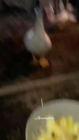 Ngepyah lagi bollo, Alhamdulillah #peternakmuda #menthokjumbo #muscovyduck
