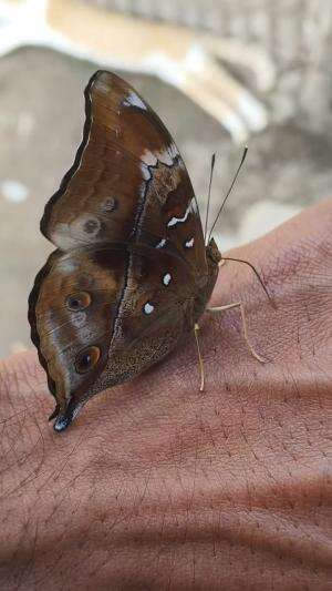 Mitos / Fakta yaa haha #peternakmuda #menthokjumbo #muscovyduck