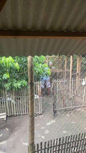 Jadwal bersihkan wadah pakan , ganti air, dan makan sore untuk hewan ternak