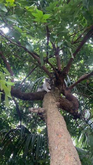 Kucing bisa naik pohon,ga bisa turun wkwk  #Kucing  #kucinglucu  #duniakucing  #funny  #cutestanimal  #anakkucing  #HOTrctiplus  #RCTIPlus 