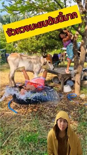 Kasian di seruduk sapi #reactiont  #funny  #kocak  #komedi  #vidiolucu 