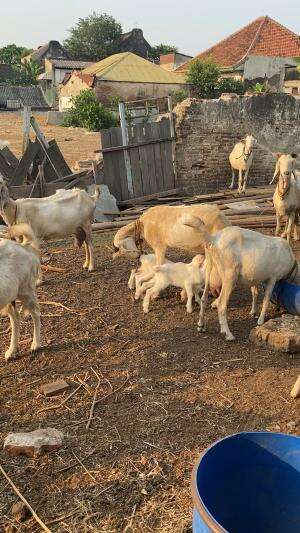 Proses peternakan kambing perah