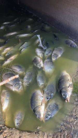 Ikan mas mati terdampar