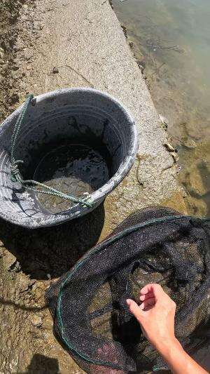 sulit ditangkapnya🤣 #udang #nelayan #laut #jaring #ikan #fbpro #reels #reelsviral #duniaikan #skils #fyp #trending