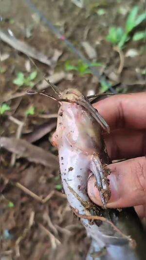 Mancing lele endemik sungai