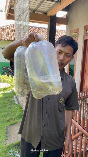Lepas ikan melem, ada labi-labinya  #pets  #ikan