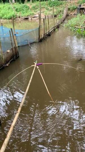 Ikan sepat semua