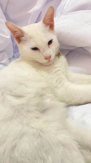 kucing patung?