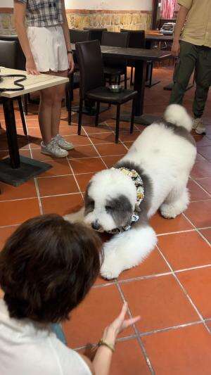 First time liat giant poodle 😍