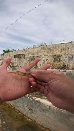 mancing udang #udang #nelayan #laut #jaring #ikan #fbpro #reels #reelsviral #duniaikan #skils #fyp #trending