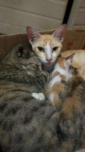 #cute #funny #cat 😻