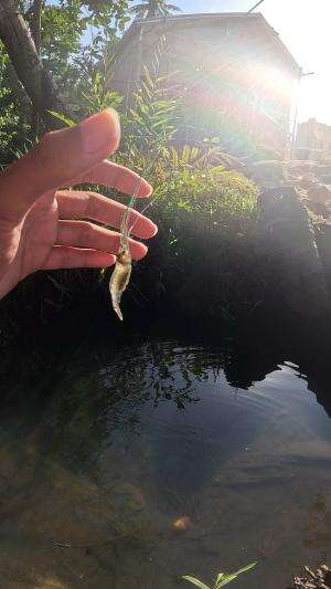 pake benang super tipis untuk menangkap udang
