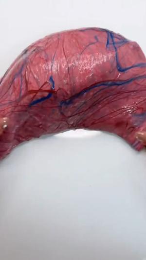 akhirnya aku berhasil bikin organ slime yang bikin takut ?