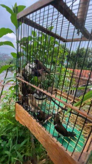 Tangkap burung emprit digoreng rasanya seperti ini