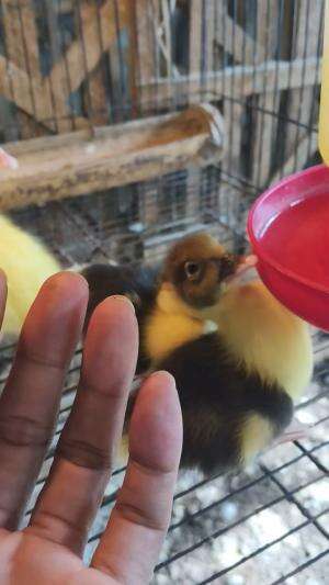 Menyapa para jagoan kecil #peternakmuda #menthokjumbo #muscovyduck