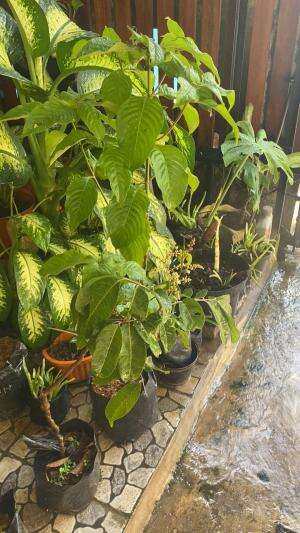 Biar hatimu segar maka segarkan taman rumahmu bair dingin adem ayem berkah2025 november 30