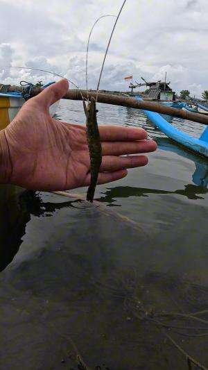 menangkap udang dengan teknik tradisional 