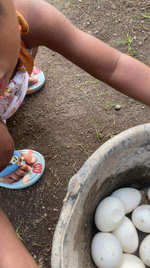 Telurnya sakit-sakitan hahahah