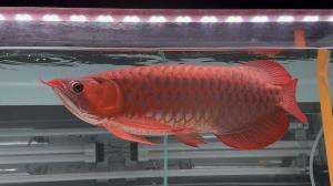 arwana super red #videoviral  #LaguViral 