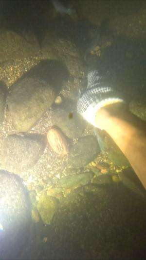 Cara nangkap ikan pakai tangan  #cariikan