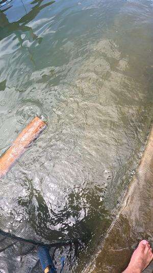 serok udang kecil #usa #usareels #newyork #germany #fyp #australia #luksemburg #ingris #belanda #skils #shrimp #fisherman #selandiabaru #irl