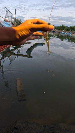 master menangkap udang #fishing #shrimp #traditional #usa #usareels #UnitedStates #unitedkingdom #denmark #canada