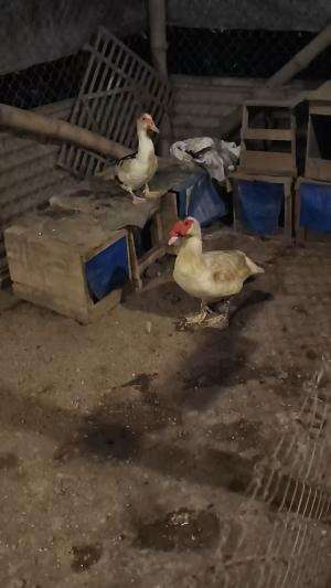 Absen dulu bollo #peternakmuda #menthokjumbo #muscovyduck #urbanfarming