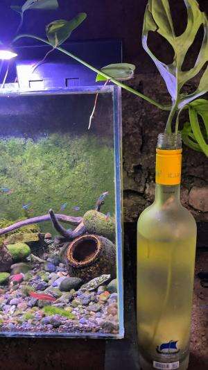 Hunting ikan hias pramanan