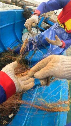 menangkap udang besar #usa #usareels #newyork #germany #fyp #australia #luksemburg #ingris #belanda #skils #shrimp #fisherman #selandiabaru 