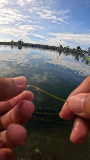 cara mudah nangkap udang #udang #nelayan #laut #jaring #ikan #fbpro #reels #reelsviral #duniaikan #skils #fyp #trending
