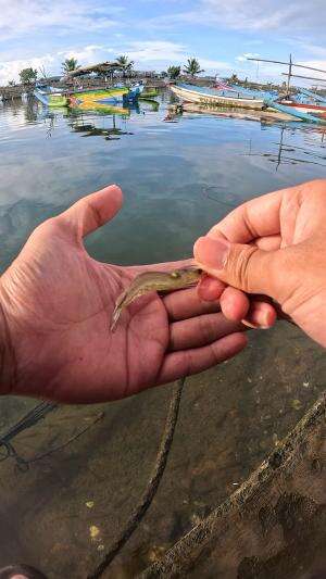 wow semudah ini #udang #nelayan #laut #jaring #ikan #fbpro #reels #reelsviral #duniaikan #skils #fyp #trending