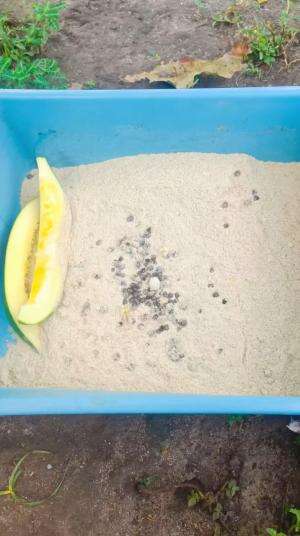 Manfaat penambahan pepaya dalam campuran pakan bollo, sedikit ilmu ransum pakan saya #peternakmuda #menthokjumbo #muscovyduck