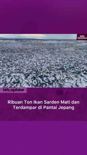 Ribuan ton ikan sarden dan makarel terdampar di pantai Toi yang berlokasi di Hakodate, Hokkaido, Jepang pada Kamis (7/12/2023) pagi.