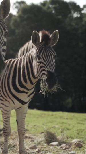 Kenapa Zebra Punya Garis-Garis Hitam Putih?  #belajarasik  #faktasains  #faktaunik 