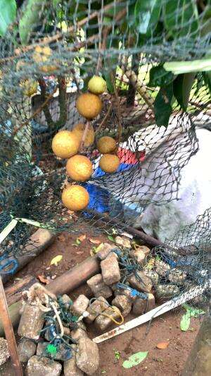 penantian lama akhirnya matang juga ini kelengkeng ??