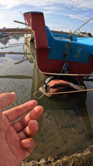 viral shrimp fishing techniques #fishing #shrimp #fish #sea #traditional #usareels #UnitedStates #reelsviral #skils #fyp #trending