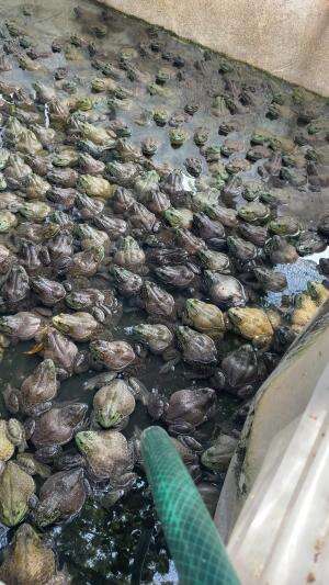 Katak lembu/bullfrog size 3 dan size 4-6 #bullfrog  #kataklembu #kodokngorek