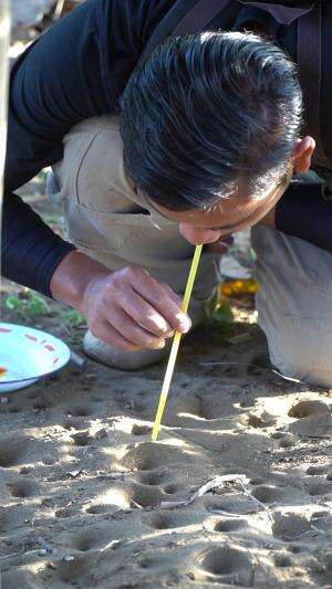 Berburu Undur undur pasir #petualangan #alam #undurundur #traditional 